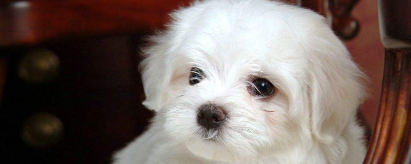 狗狗来大姨妈来几天
