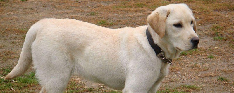拉布拉多犬日常锻炼的五个要点是什么，需要注意的事项