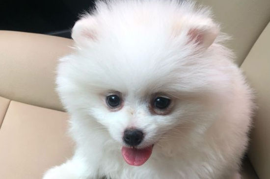 狗狗喉咙有痰怎么办