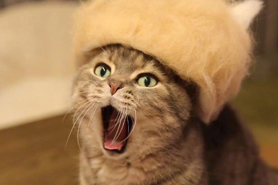 猫恨主人有什么表现