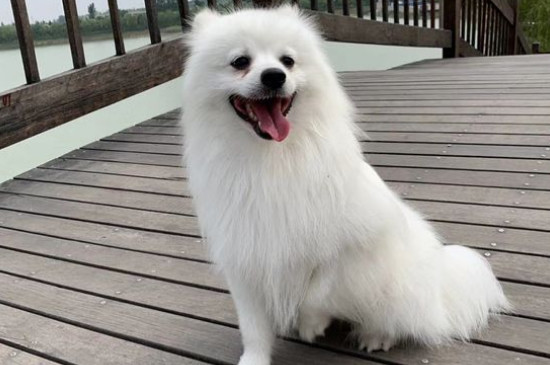 银狐犬为什么很少人养