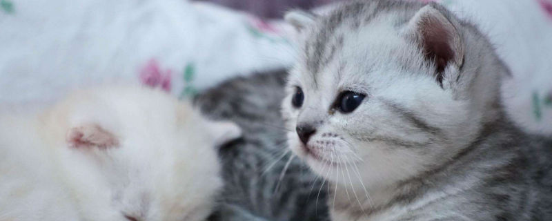 养猫费钱吗