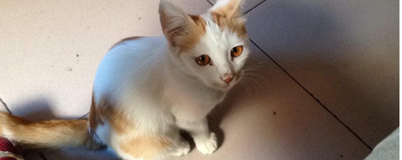 猫吐黄褐色糊是什么