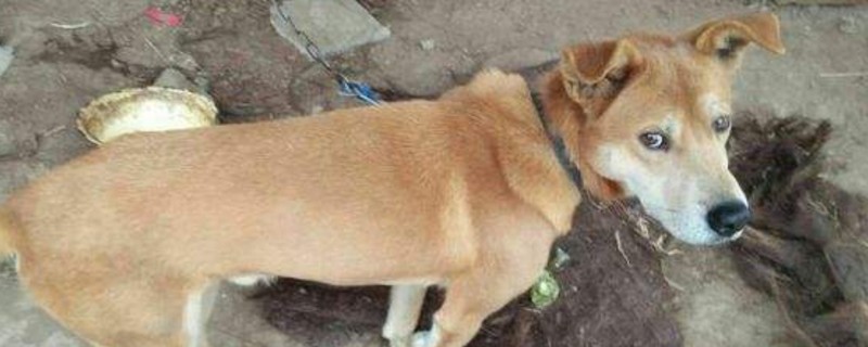 狗狗脸上肿起个硬包