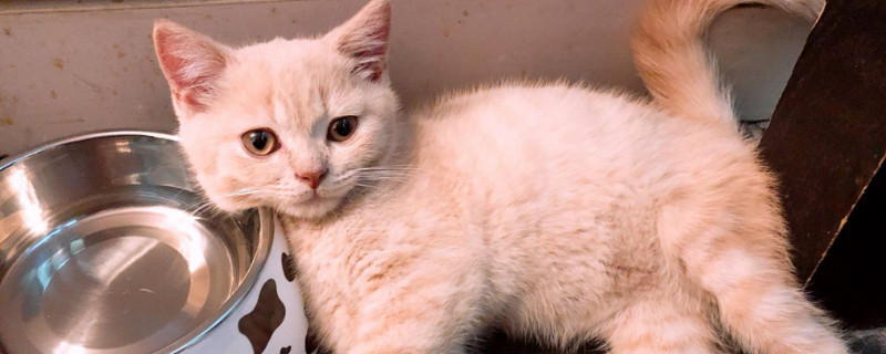 猫鼻支后遗症症状