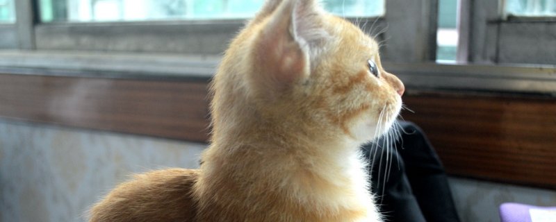 猫咪生化检查是什么