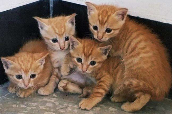 土猫吃什么才会发腮