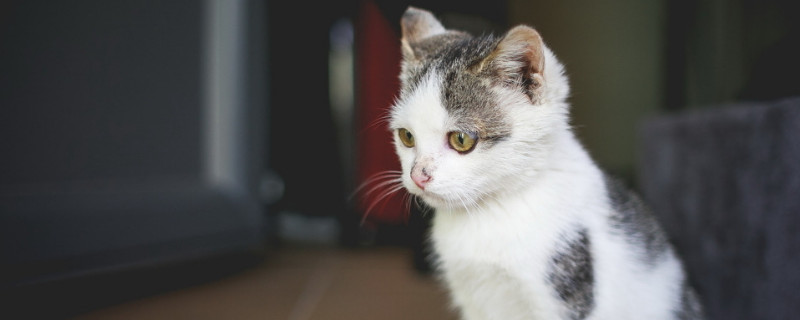 猫越养越小了怎么回事