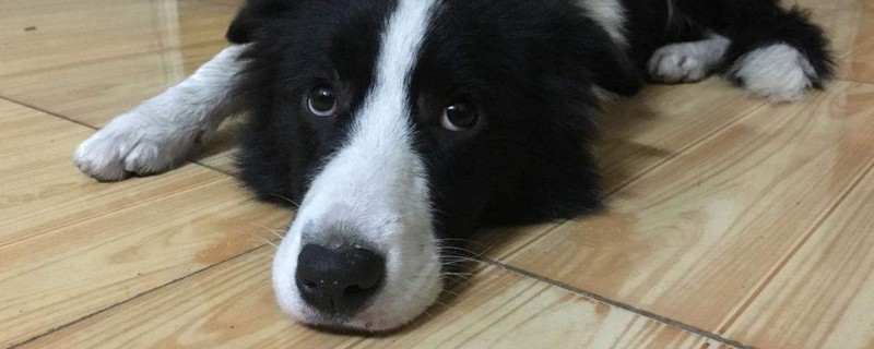 边牧被主人打后的表现