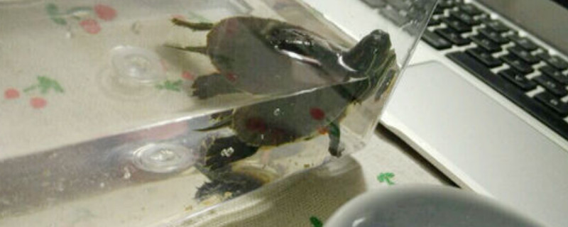 乌龟感冒和肺炎的区别