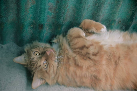猫放屁臭吗