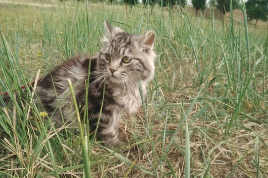 猫叫春吃什么药
