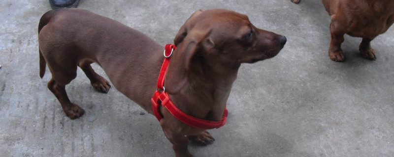 腊肠犬为什么不好养