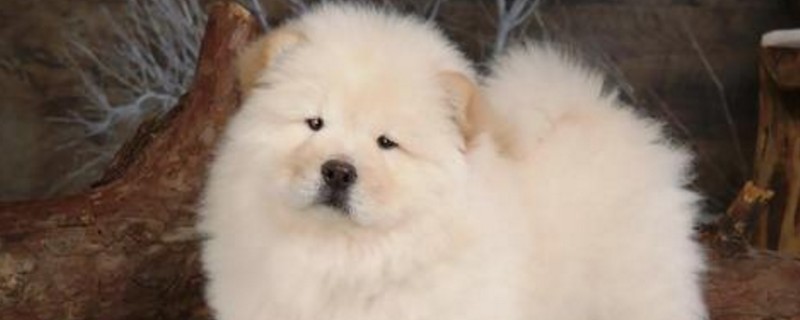 松狮犬临终前征兆