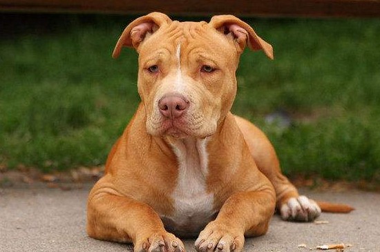 恶霸犬和比特犬的区别，掌握4点就能快速分辨恶霸和比特