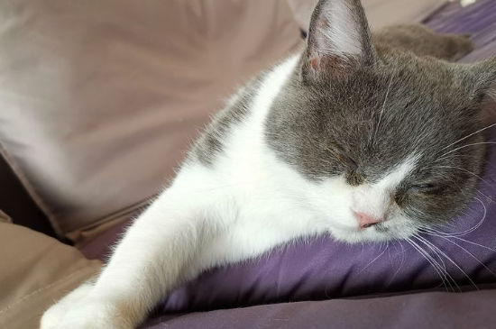 猫吐是怎么回事