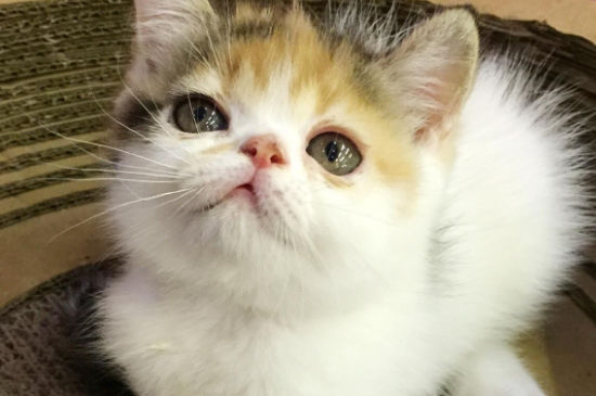 养加菲猫攻略