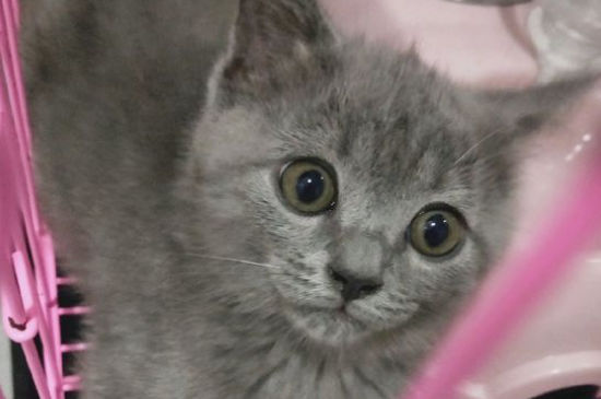 猫耳朵上长疙瘩