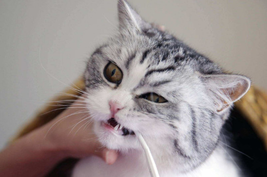 小猫脱水自救办法
