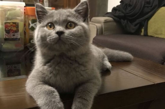 猫必须打狂犬吗