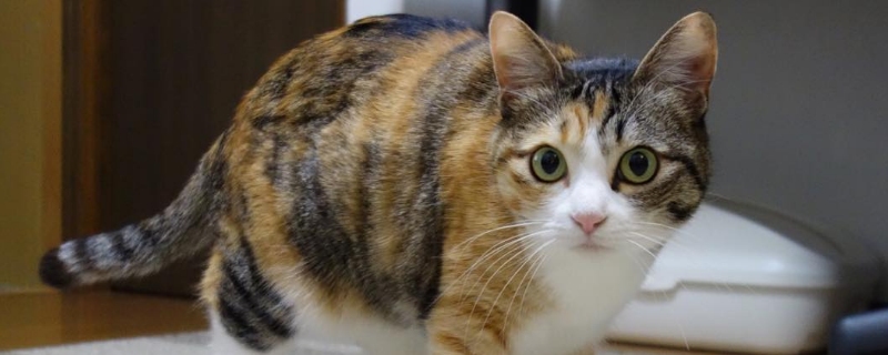 猫咪摔了以后没精神