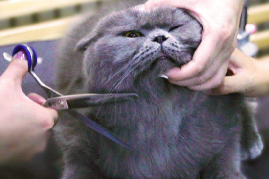 怎么给猫屁股剪毛，猫屁股上的毛怎么剪