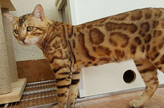 豹猫和孟加拉猫的区别