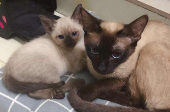猫坐飞机死亡率