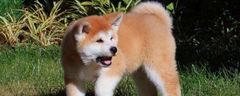 秋田犬不听话了能打吗