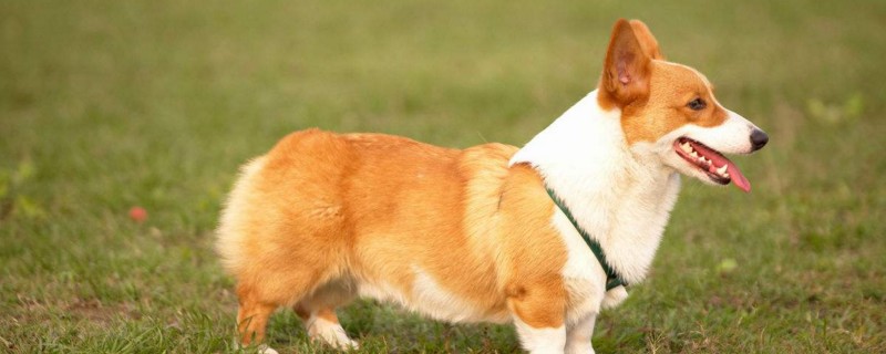 掌握以下六要素养出健康的柯基犬