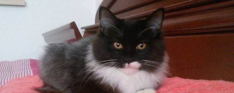 猫便秘怎么马上拉出来
