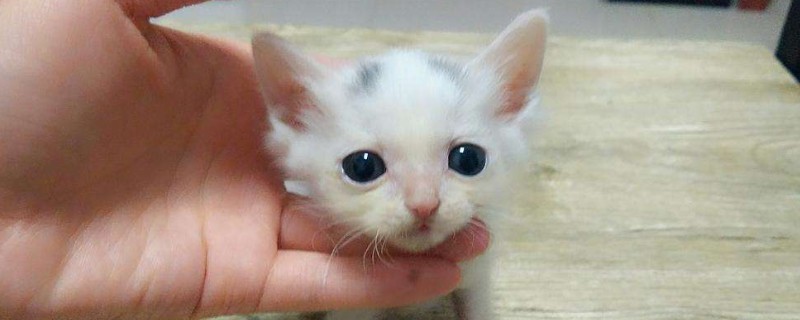 陌生猫跟着我什么兆头