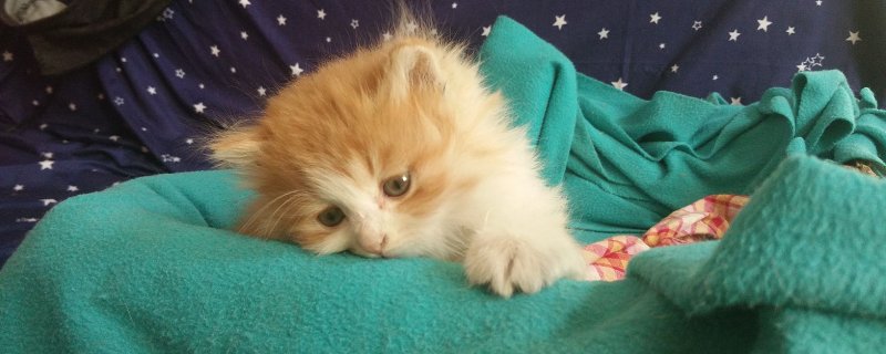 猫异常兴奋
