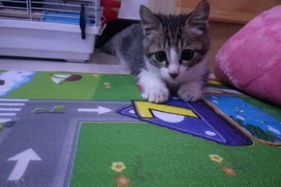 猫咪吃蛋黄可以化毛吗