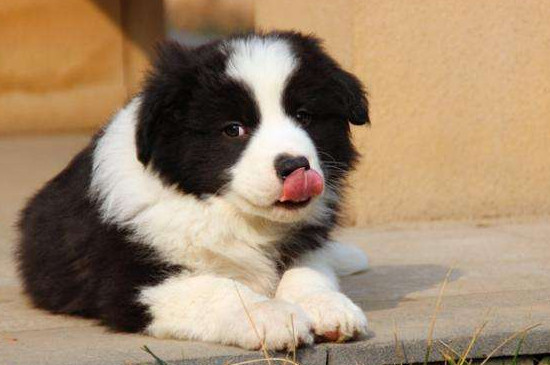边境牧羊犬适合家养吗