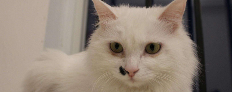 猫的寿命怎么算