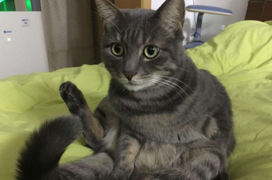猫做完绝育手术后注意事项
