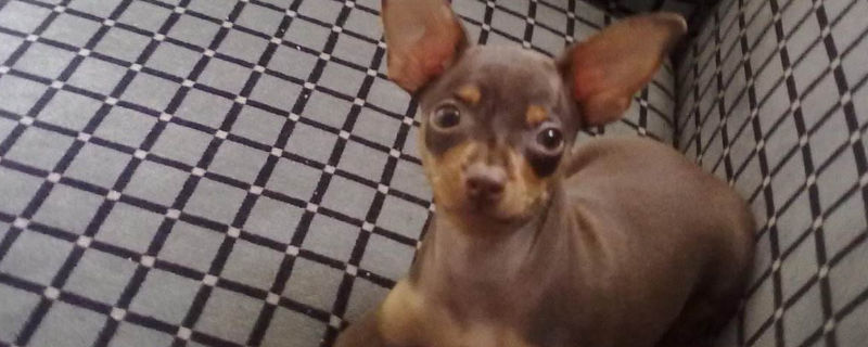 小鹿犬死前的状态