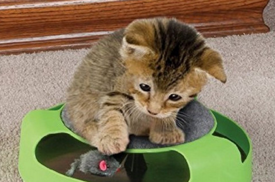 猫为什么把玩具叼床上