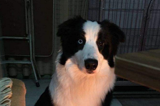 狗狗为什么半夜突然叫