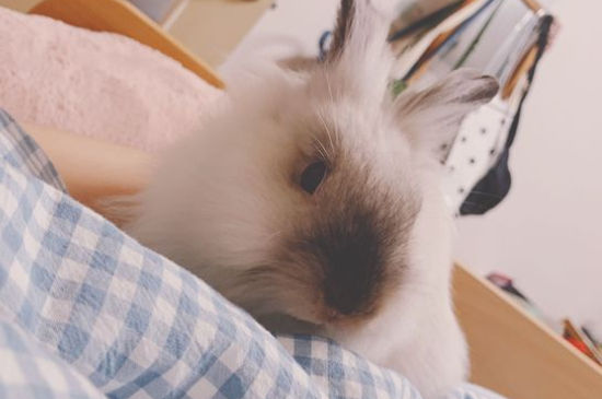 兔子不听话打哪里