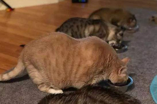 为什么橘猫养不胖