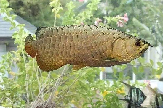 三条龙鱼混养多大的缸