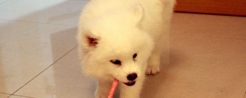 狗狗细小第6天状态