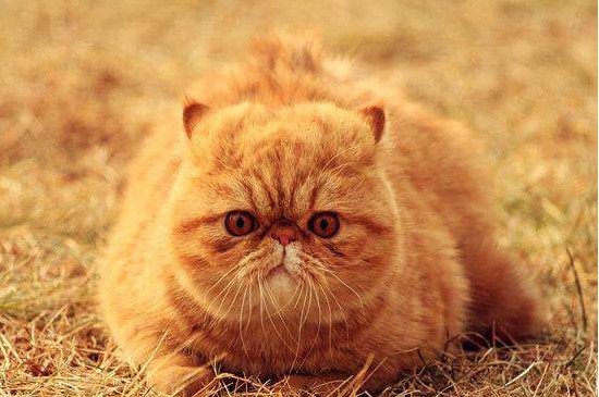 猫咪为什么会越养越瘦