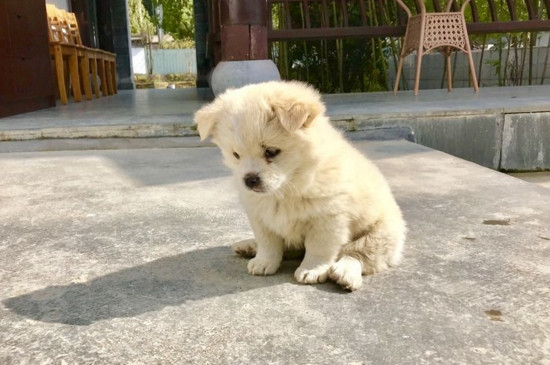 小狗多久可以洗澡