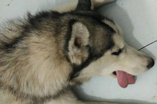 狗狗一直吐舌头喘粗气