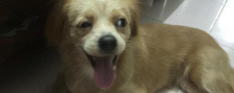 狗狗吐白沫黏液怎么办