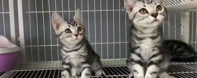 美短猫为什么一直叫