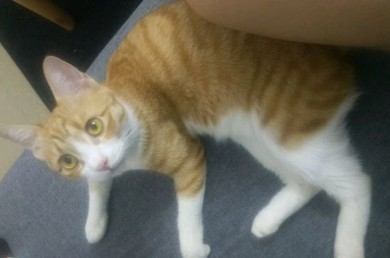 猫粮为什么会生蛆